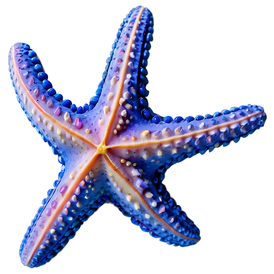 Ocean Starfish Sandy Png Pfx