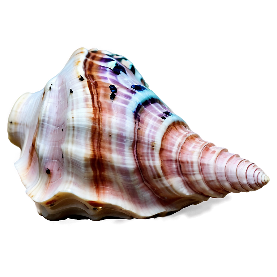 Ocean Themed Conch Shell Png 06132024