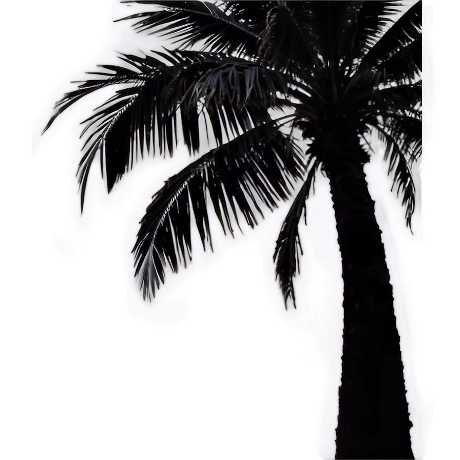 Oceanfront Palm Silhouette Png 06262024