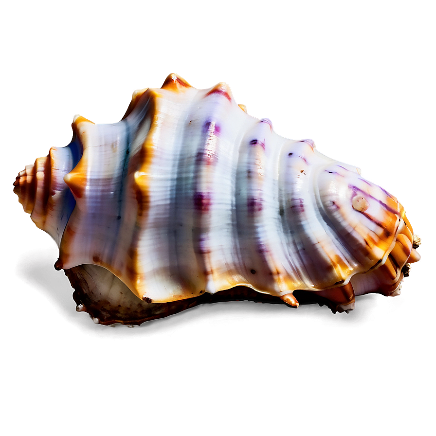 Oceanic Conch Shell Graphic Png 06132024