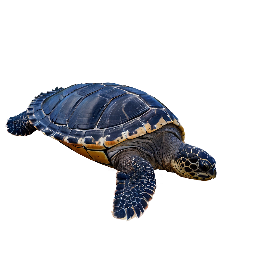 Oceanic Leatherback Turtle Scene Png 8