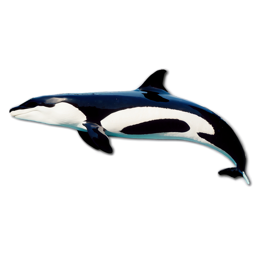 Oceanic Orca Png Muv42