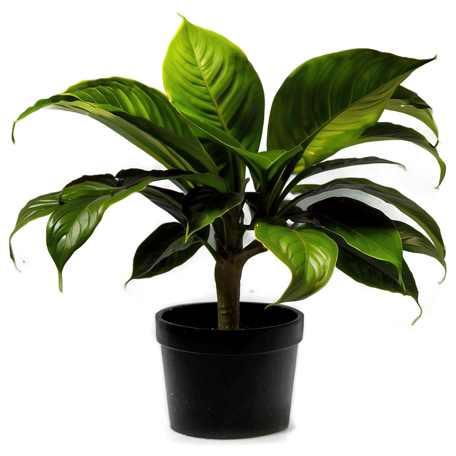 Office Plant Png 05032024