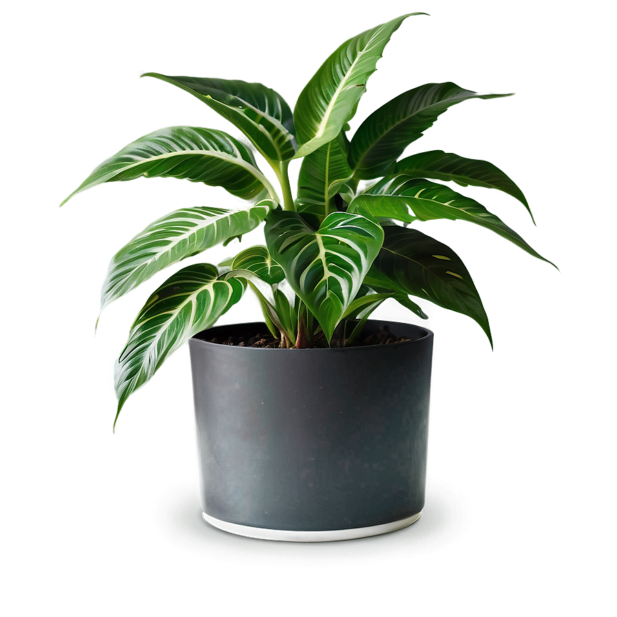 Office Plant Png Unl