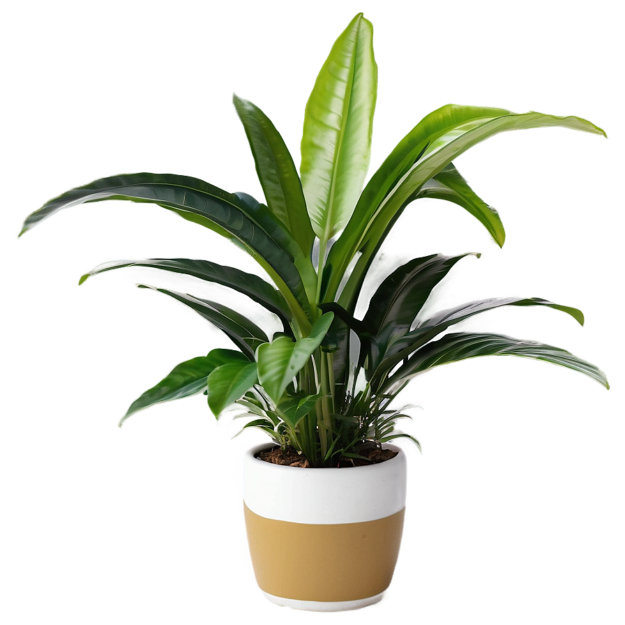 Office Plants Png Huc32