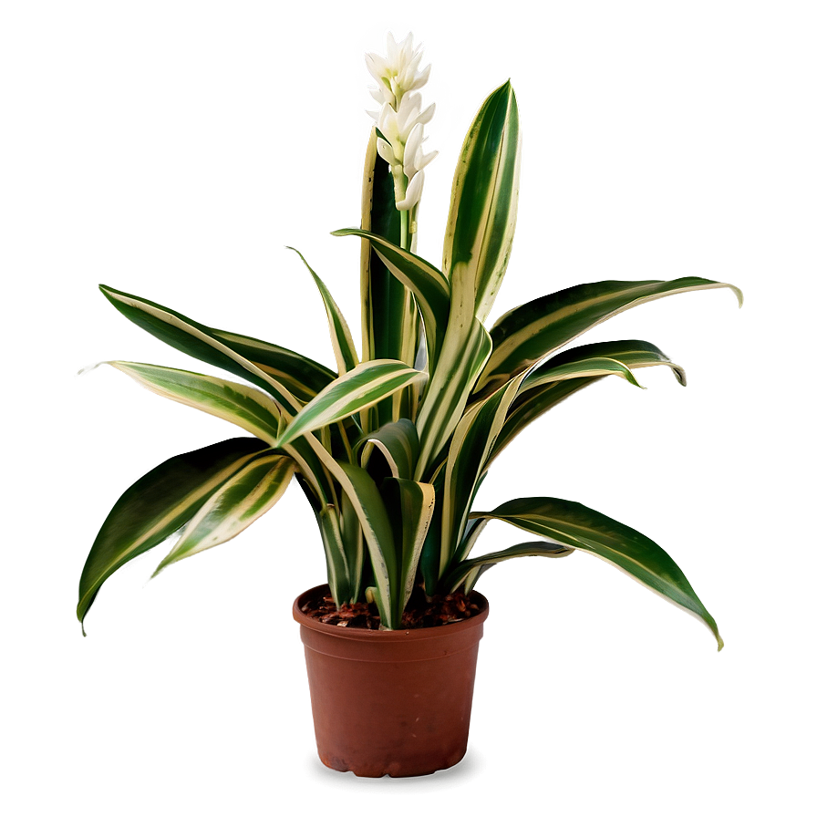 Office Snake Plant Png 06122024