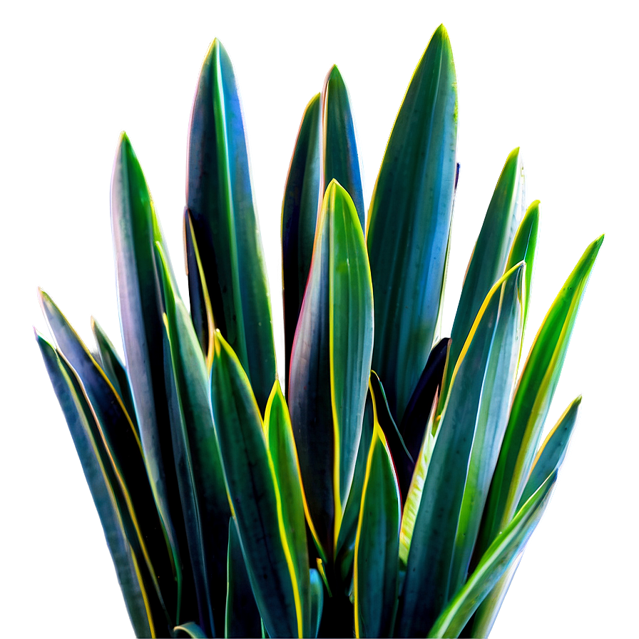 Office Snake Plant Png 54