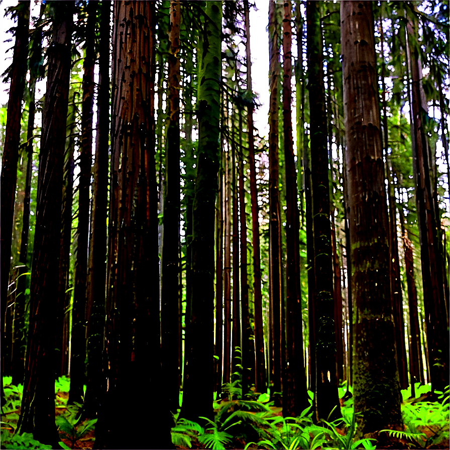 Old Growth Forest Panorama Png 80