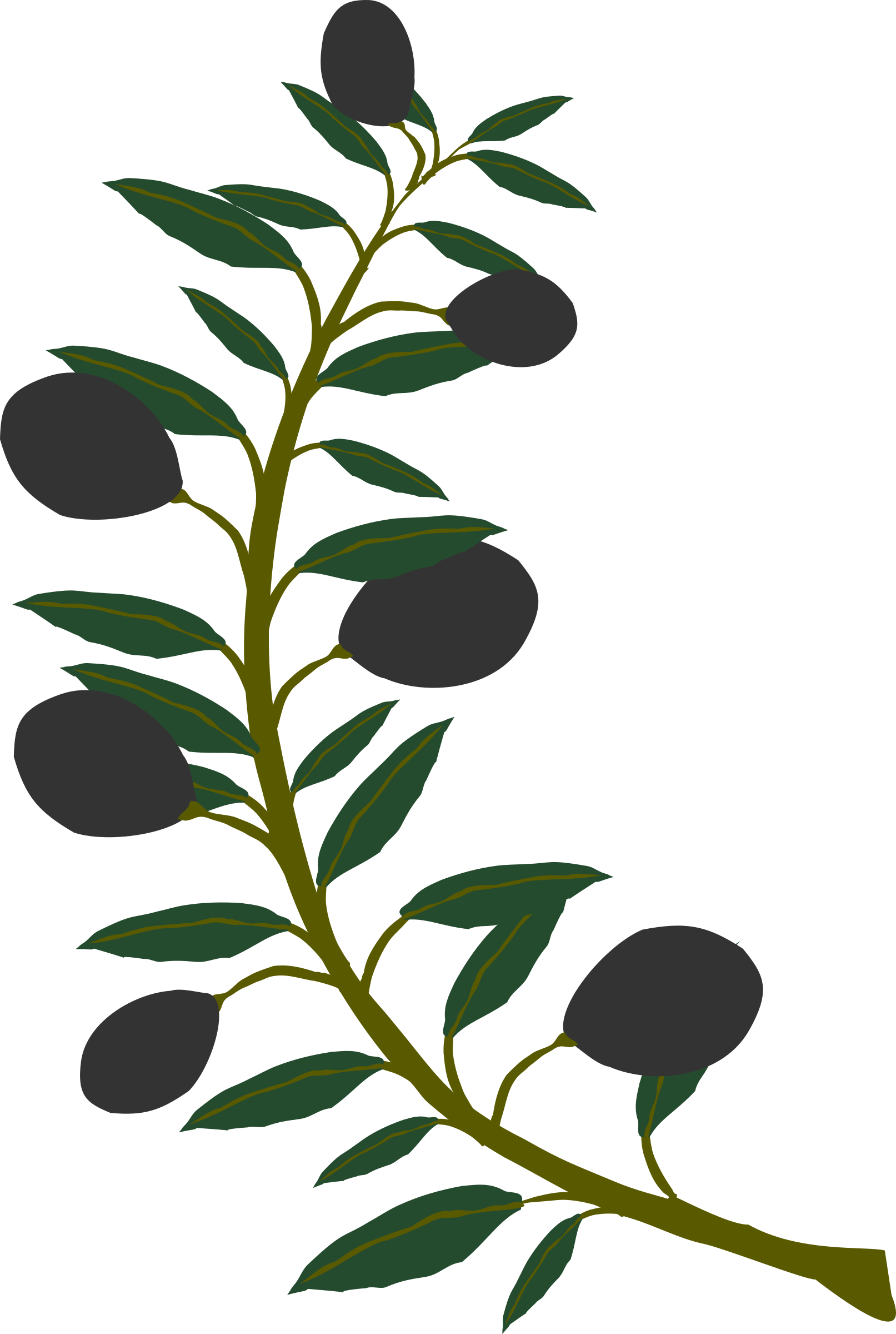 Olive Branch Illustration
