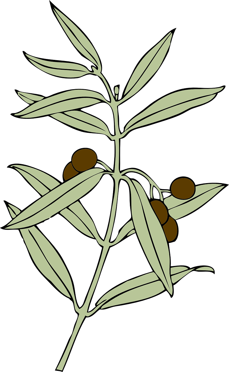 Olive Branch Illustration