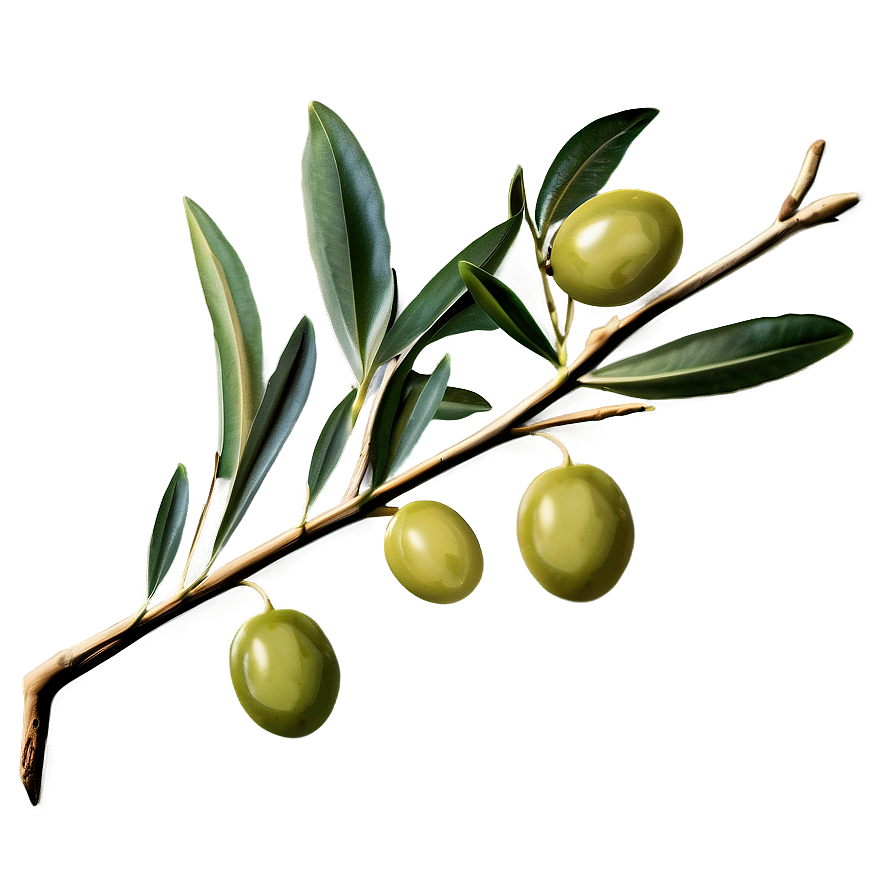 Olive Branch Png 93