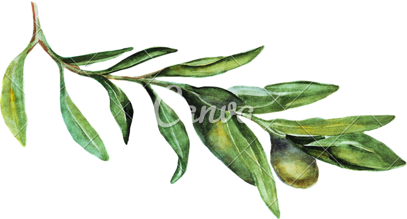 Olive Branch Watercolor Illustration