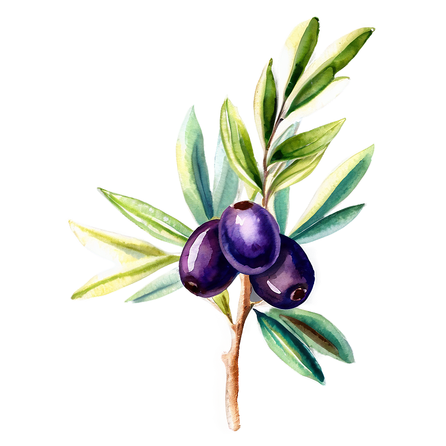 Olive Branch Watercolor Png 9