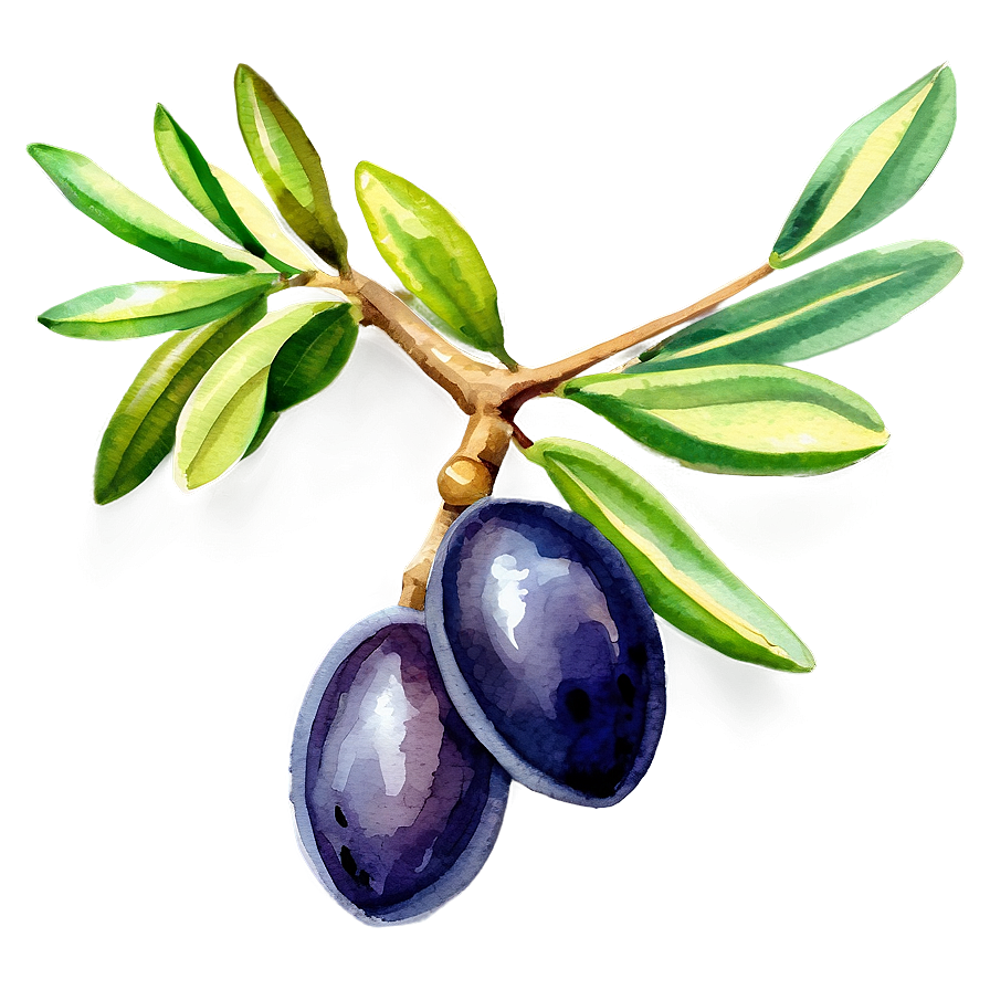 Olive Branch Watercolor Png Dlq