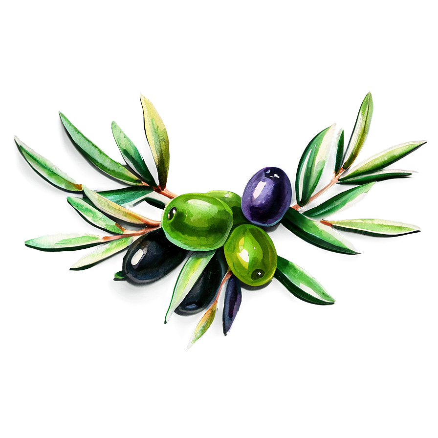 Olive Branch Watercolor Png Jnb