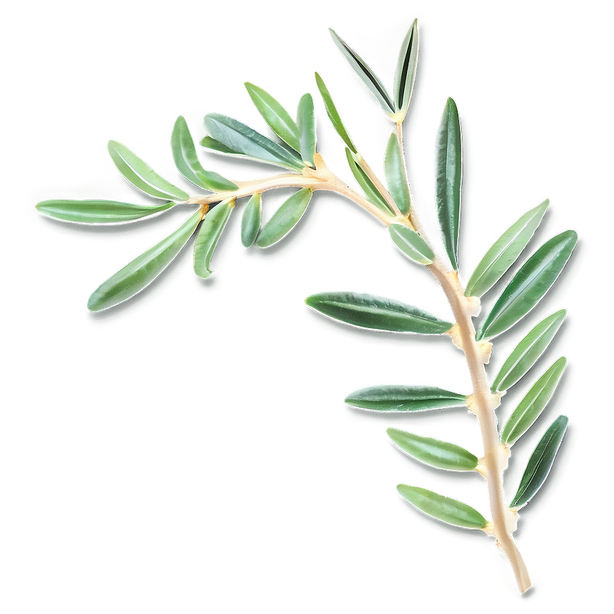 Olive Leaves Png Ffv