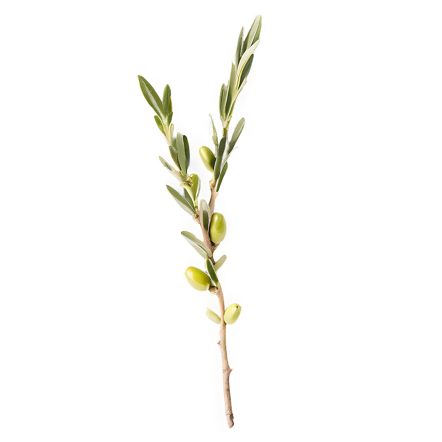 Olive Sprig Png 05242024