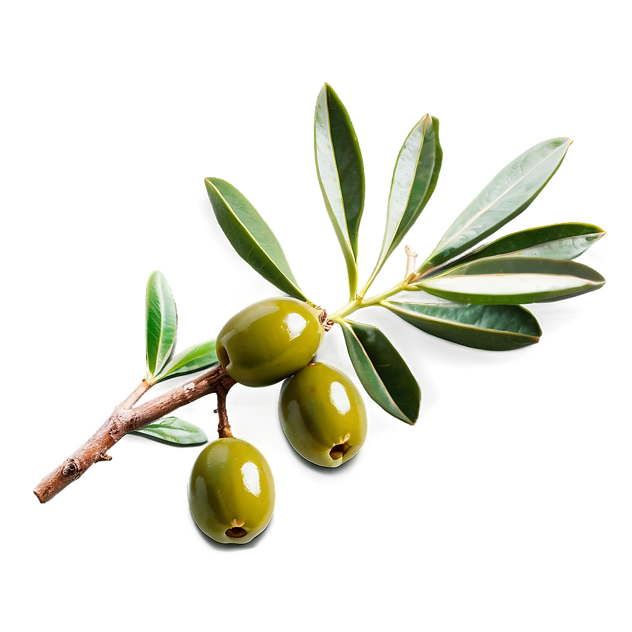 Olive Sprig Png 05242024