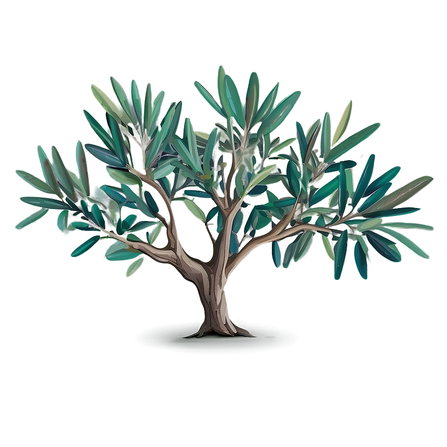 Olive Tree Drawing Png 20