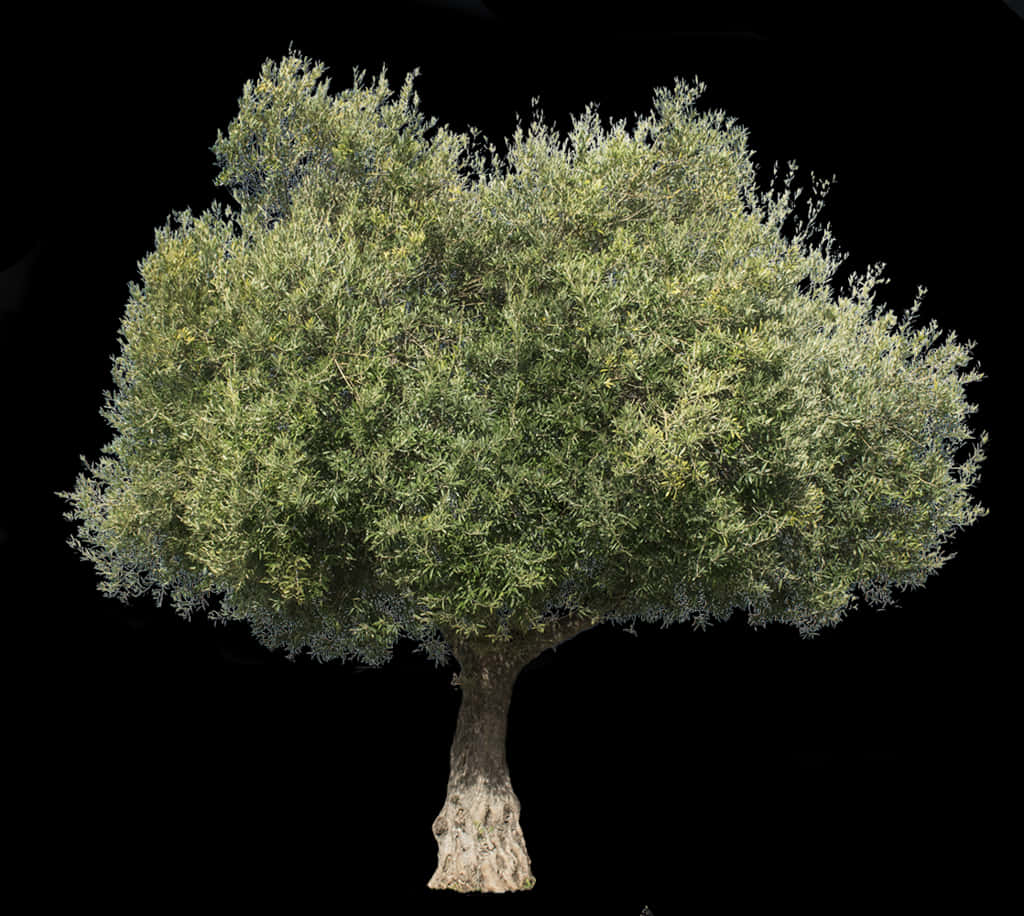 Olive Tree Isolatedon Black