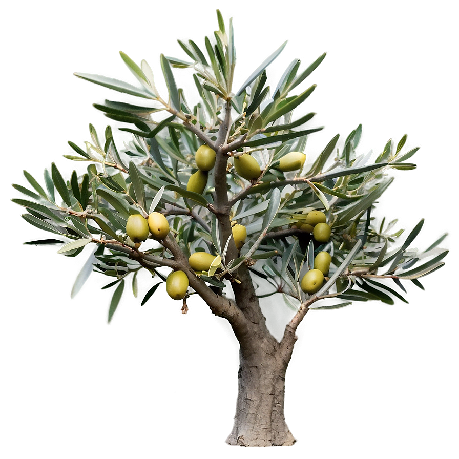 Olive Tree Png Hei