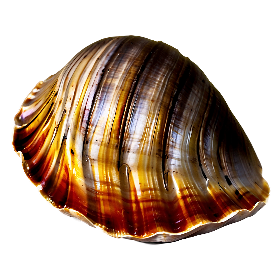 Open Clam Shell Png 2