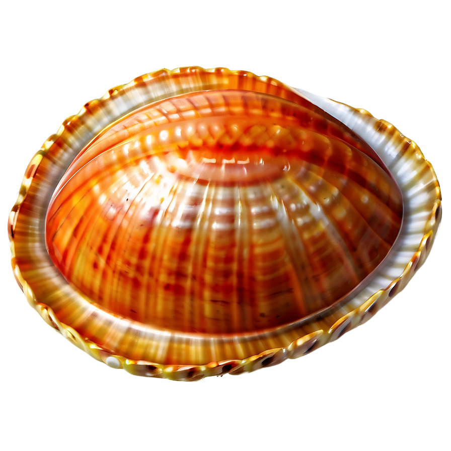 Open Clam With Pearl Png Eer