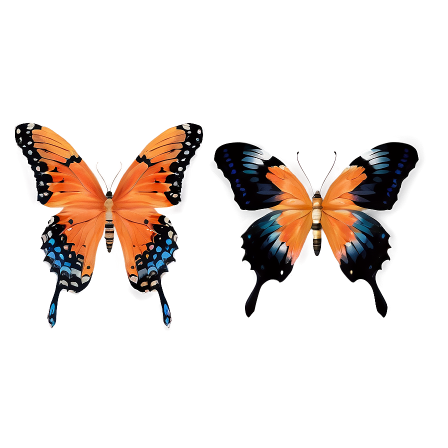 Orange Butterflies Png 57