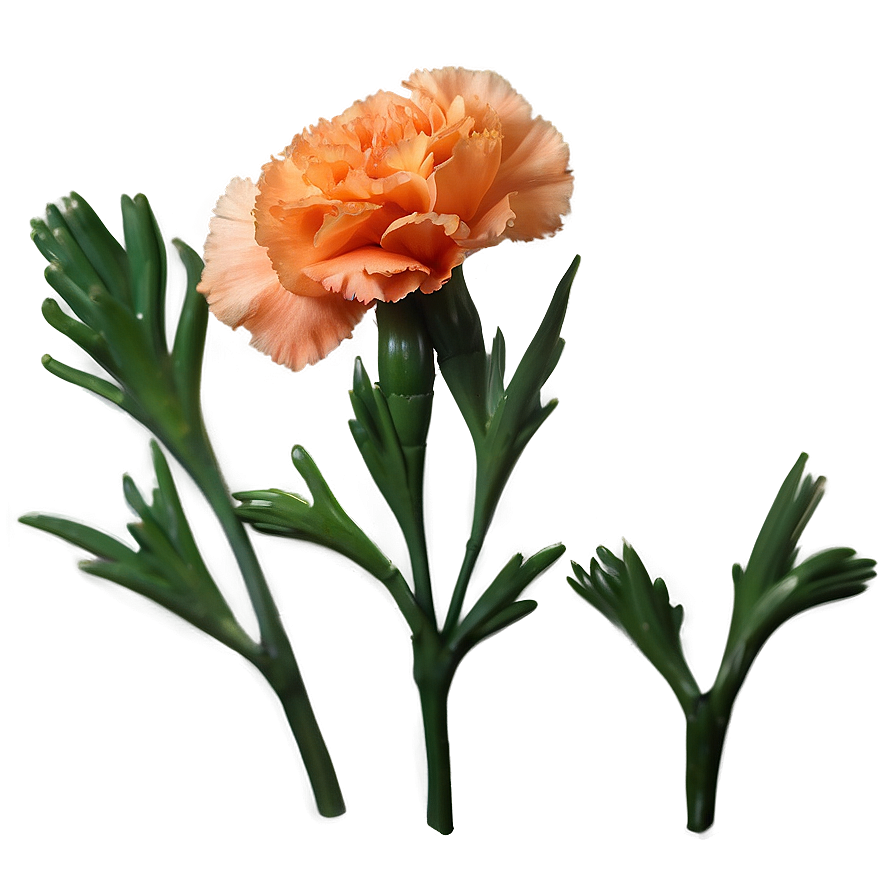 Orange Carnation Love Png 06122024