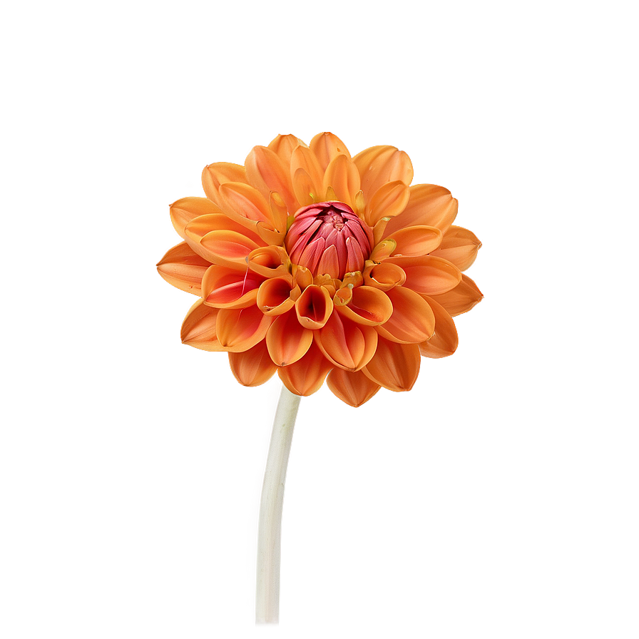 Orange Dahlia Perfection Png 06122024