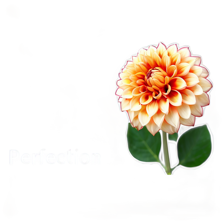 Orange Dahlia Perfection Png Jpc