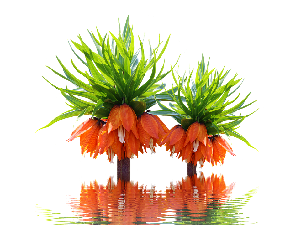 Orange Flower Green Leaves Reflection