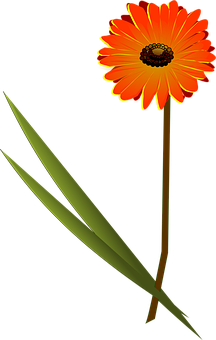 Orange Gerbera Daisy Vector