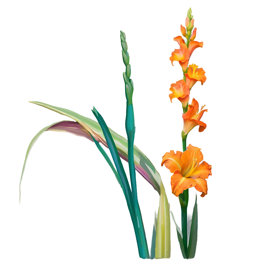 Orange Gladiolus Grace Png 06122024