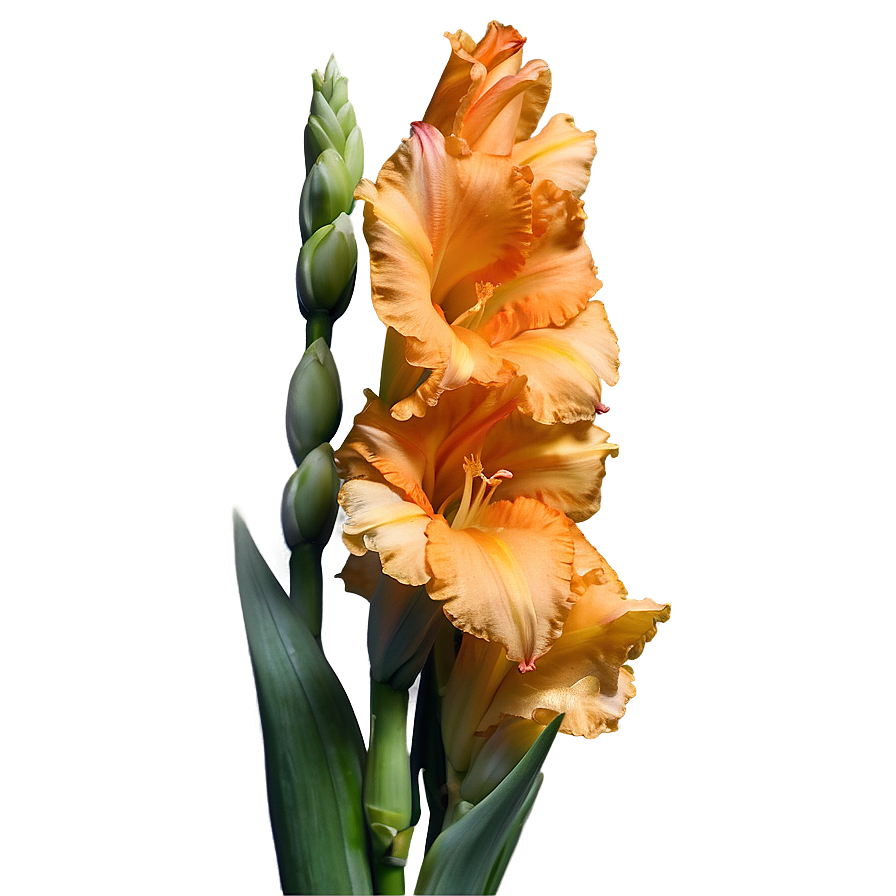 Orange Gladiolus Grace Png Csn84