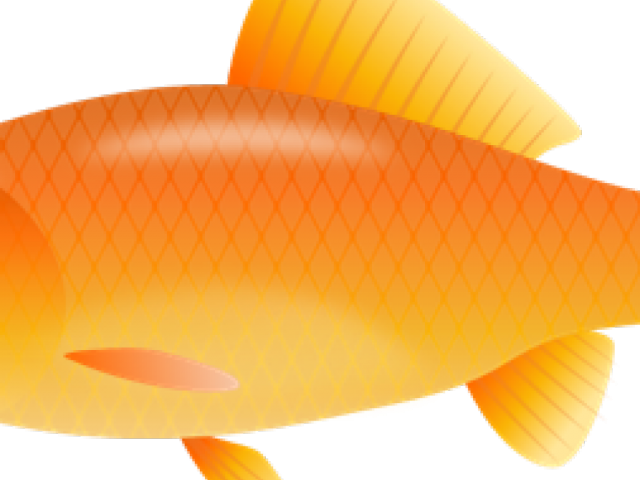 Orange Goldfish Illustration.png