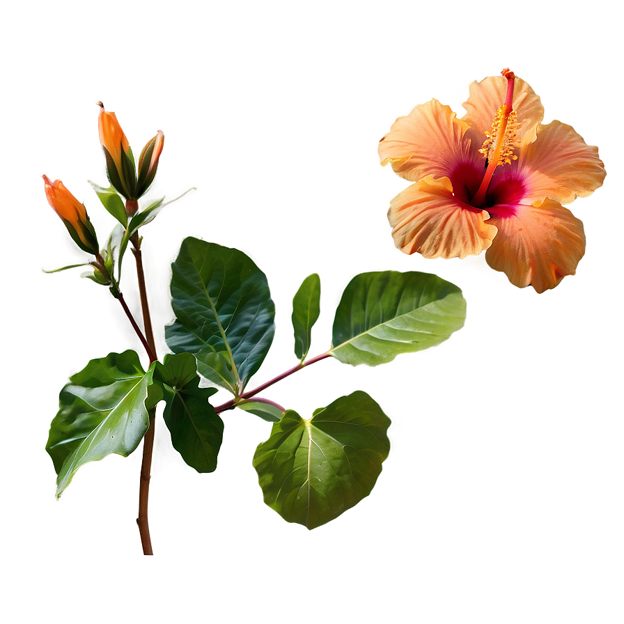 Orange Hibiscus Beauty Png Cqd