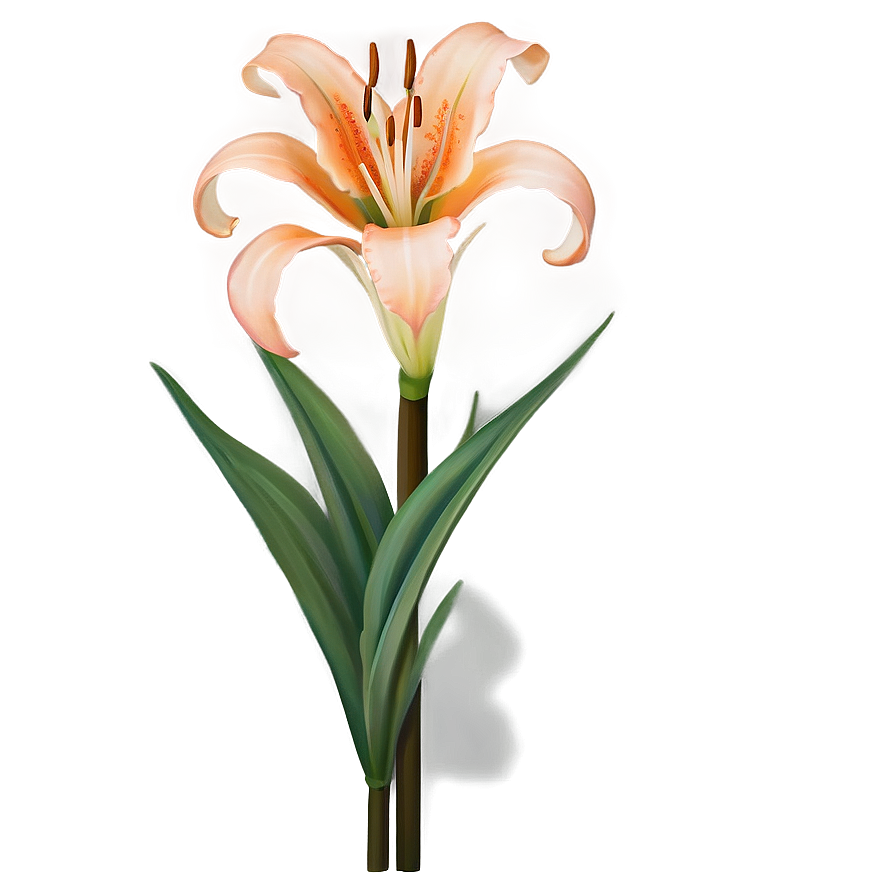 Orange Lily Elegance Png 13