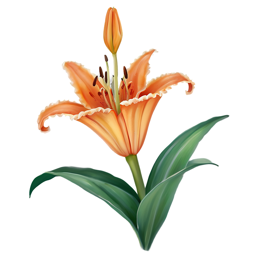 Orange Lily Elegance Png Rhp49