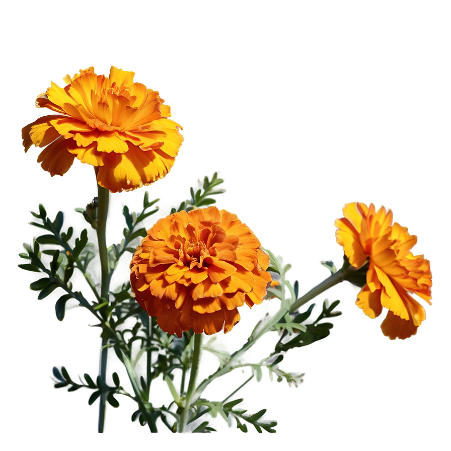 Orange Marigolds Bloom Png 06132024