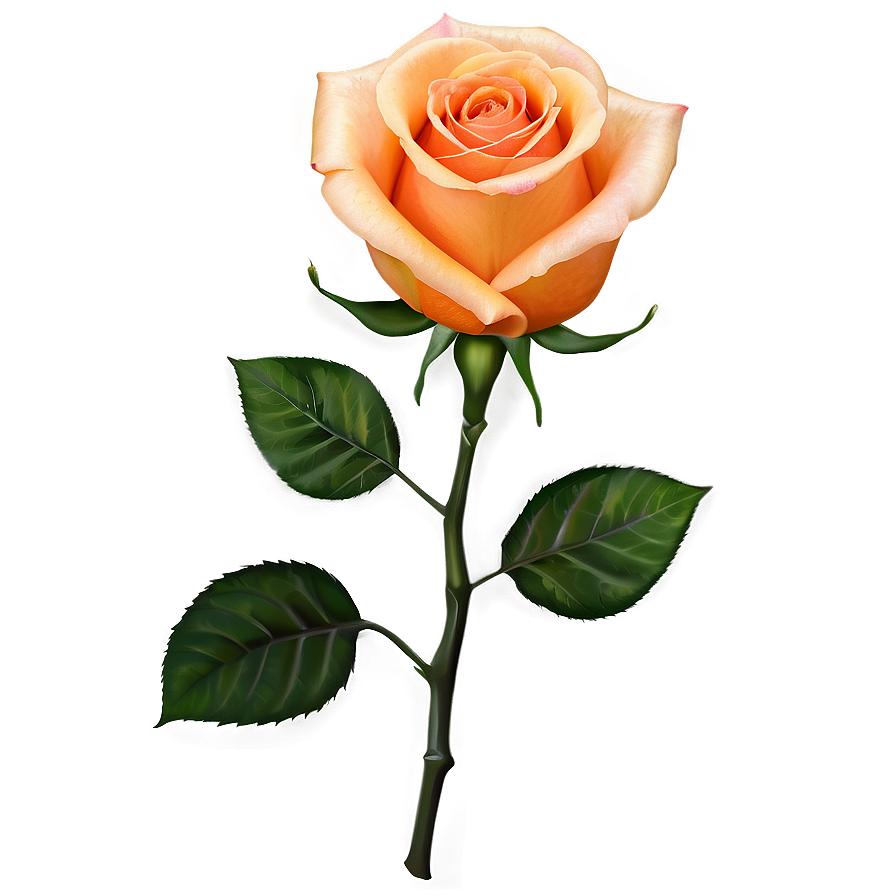 Orange Rose Png 04292024