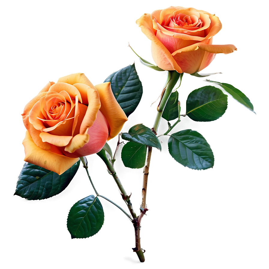 Orange Roses Sunset Png 05042024