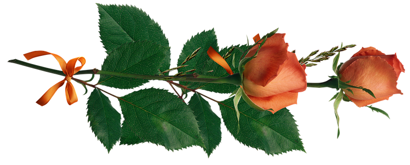 Orange Rosewith Ribbonon Black Background