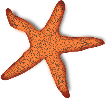 Orange Starfish Black Background