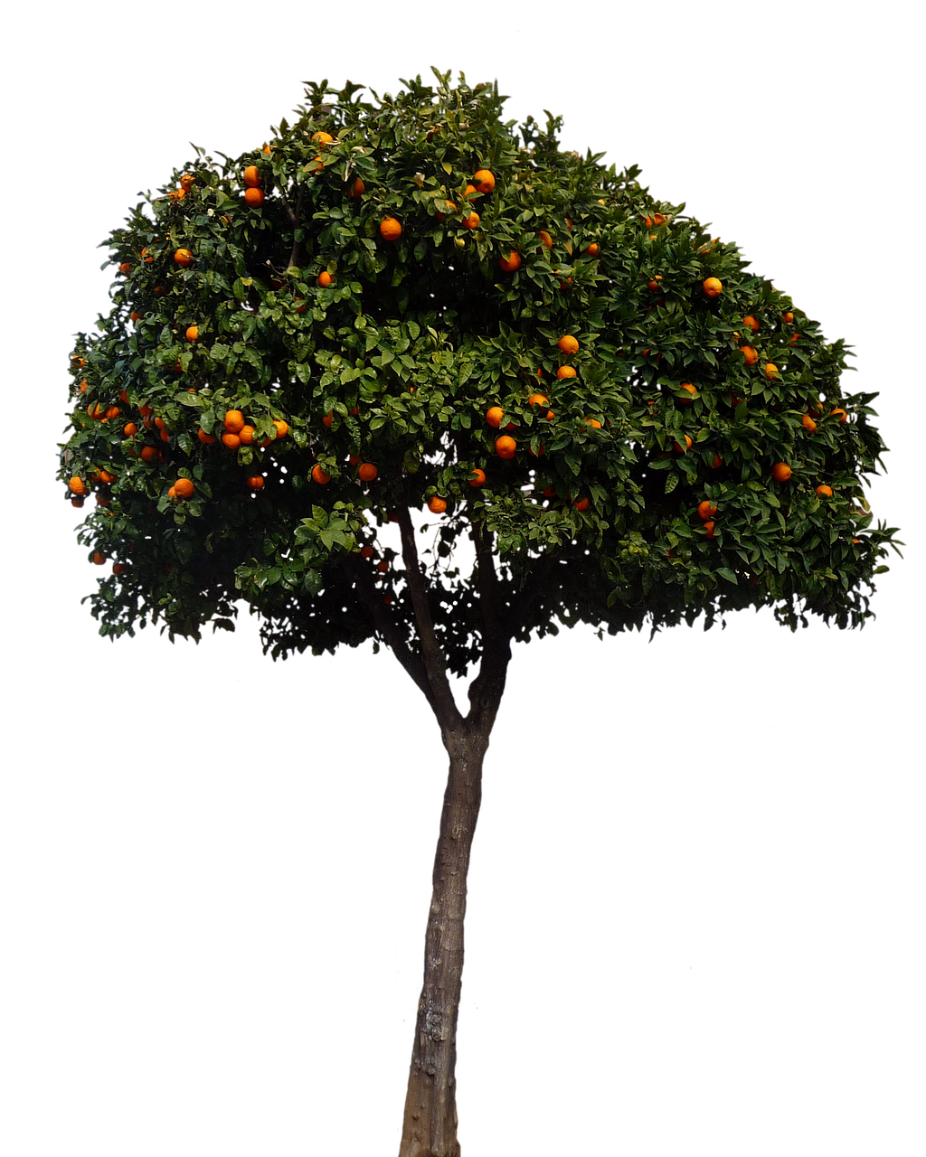 Orange_ Tree_ Against_ Black_ Background