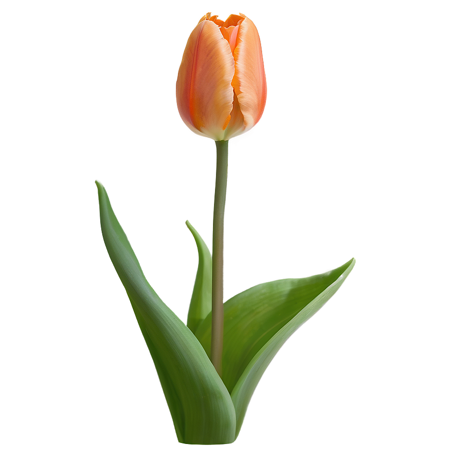 Orange Tulip Png 05212024