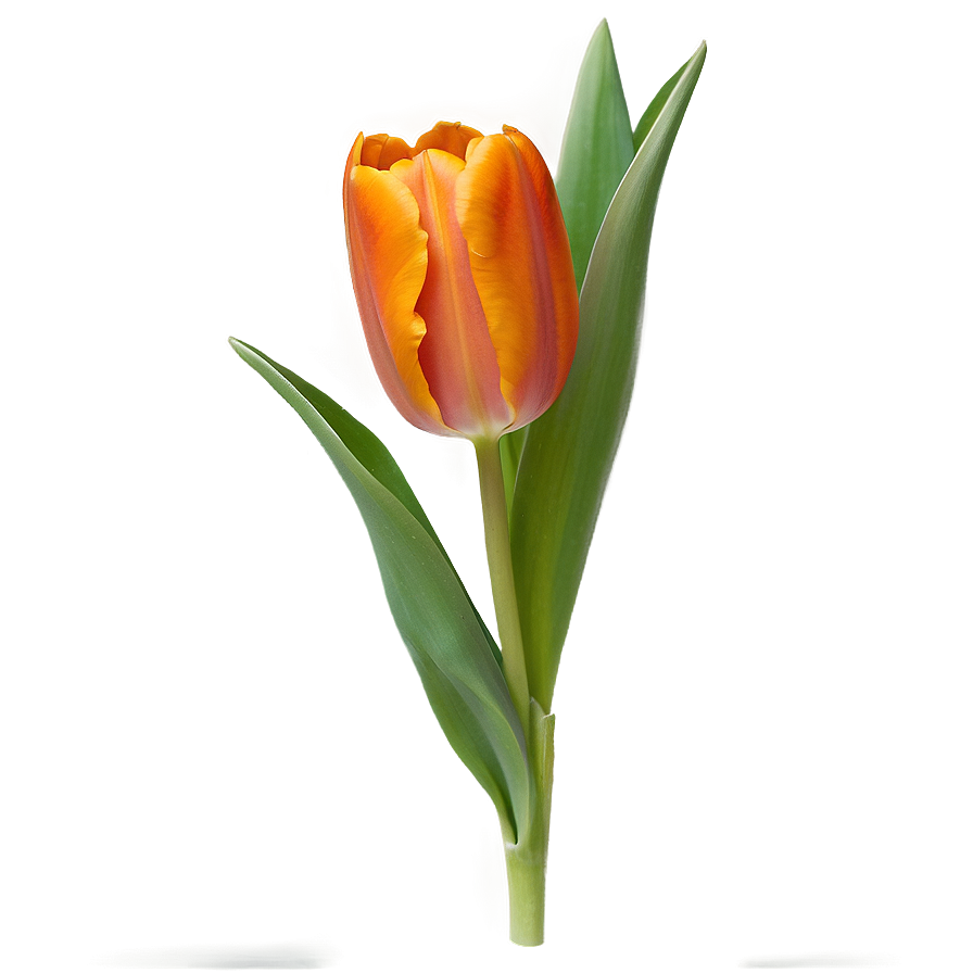 Orange Tulip Png Pnr86