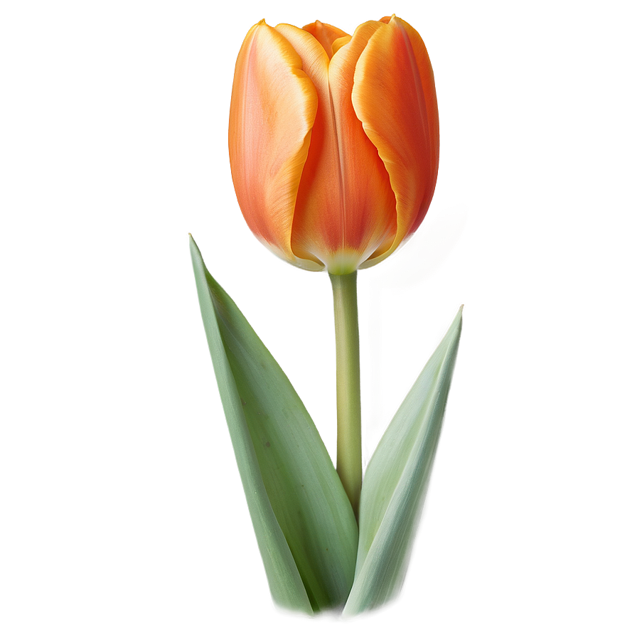 Orange Tulip Png Qxj