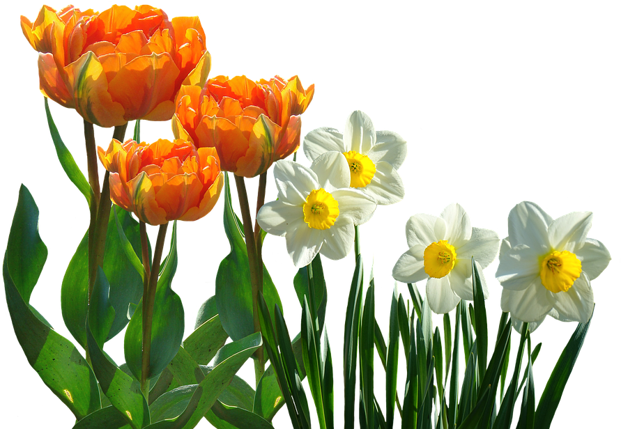 Orange_ Tulips_and_ White_ Daffodils