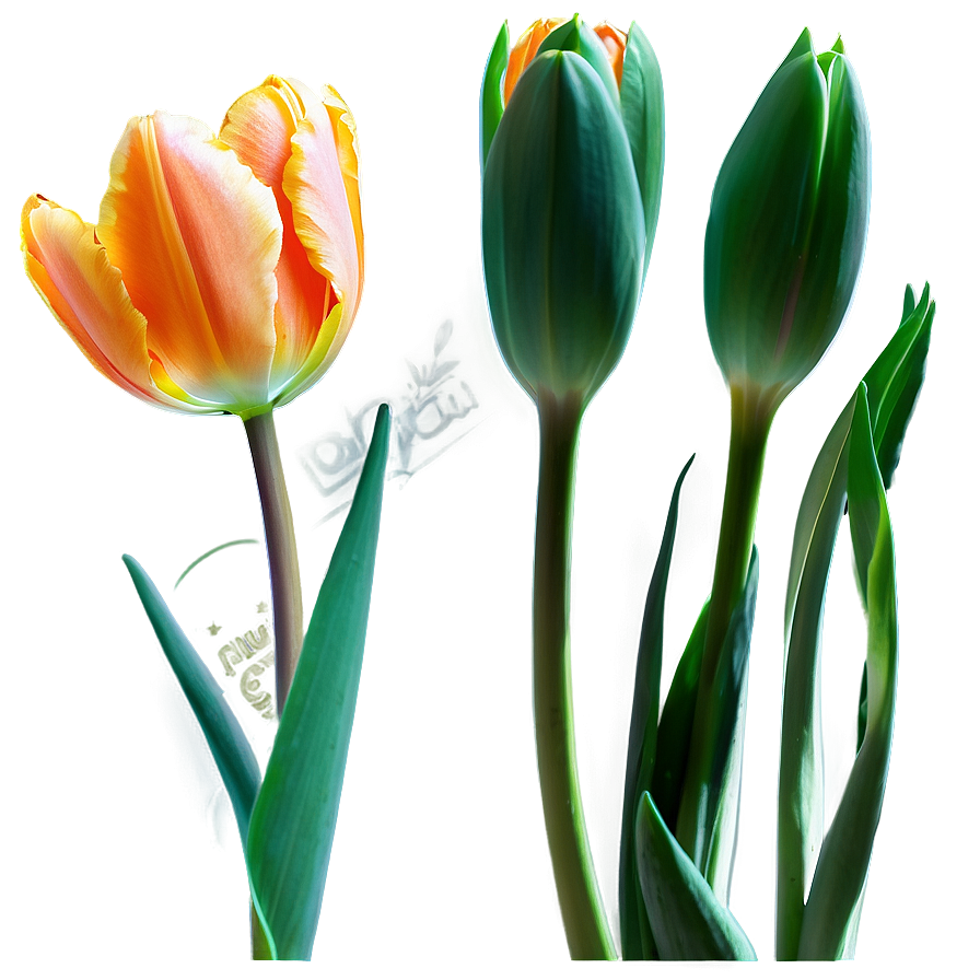 Orange Tulips Glow Png 2